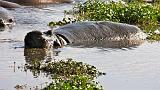 TANZANIA - Ngorongoro Crater - 75